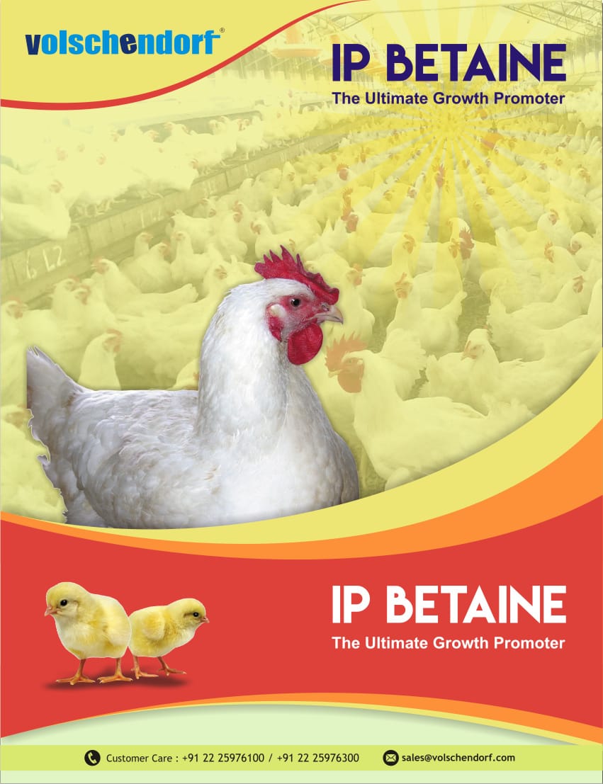 Grainase P5000 pack front view